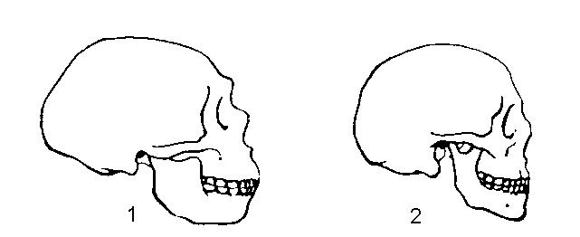 ������ ������ (��� �����)